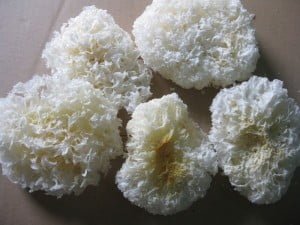 cura-della-pelle-con-il-fungo-fuciformi-tremella