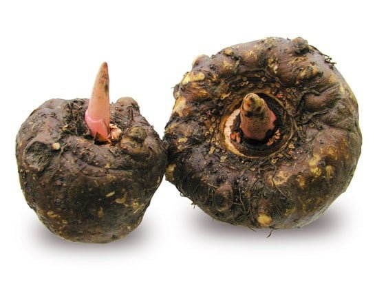 konjac