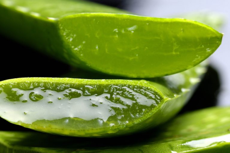 usi dell'aloe vera